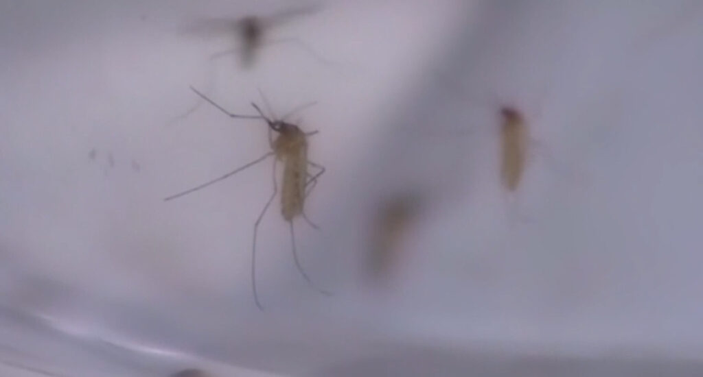 Llaman a tomar precaución en salud por picaduras de mosquito