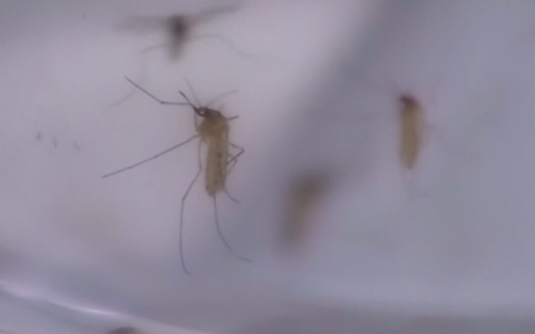 Llaman a tomar precaución en salud por picaduras de mosquito