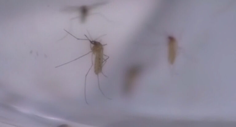 Llaman a tomar precaución en salud por picaduras de mosquito