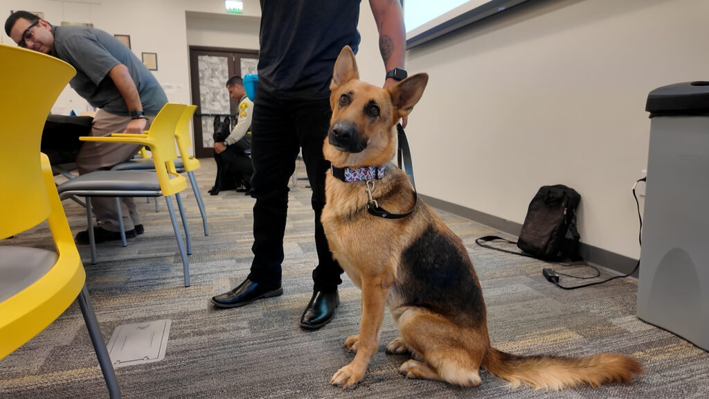 Entrenamientos para perros de servicio