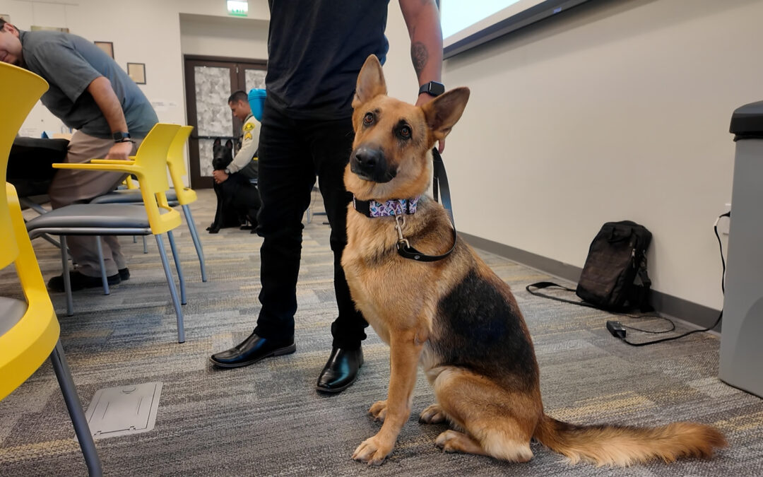 Entrenamientos para perros de servicio