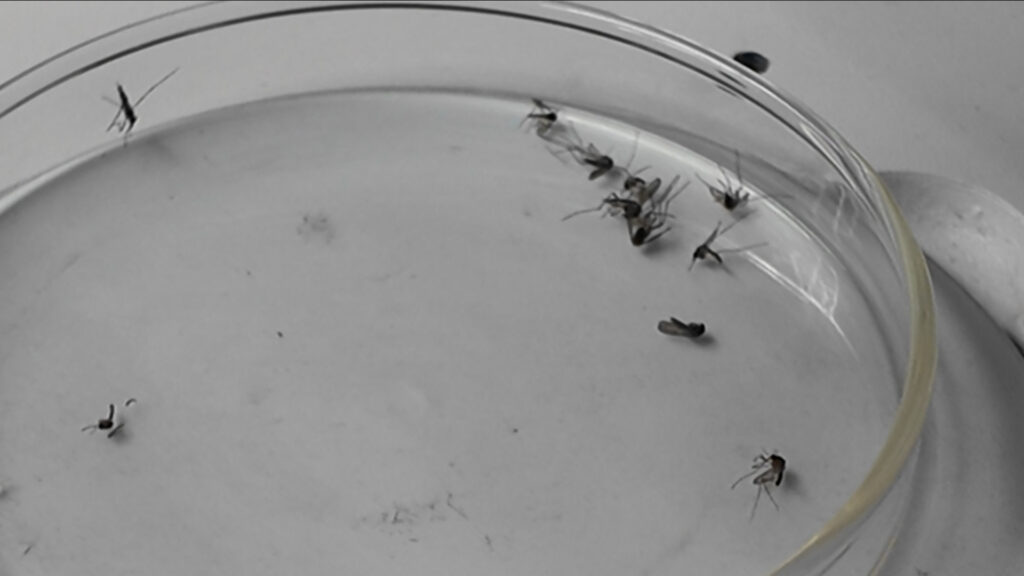 Campaña de tira y vacía contra mosquitos