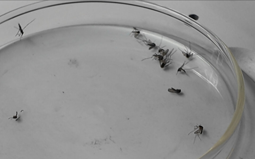 Campaña de tira y vacía contra mosquitos