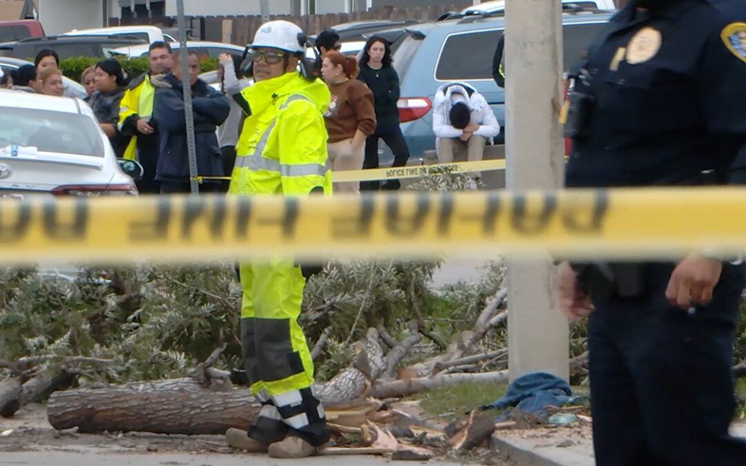 Tragedia en Nochebuena: Muerte trágica de un hombre por un árbol caído en San Diego