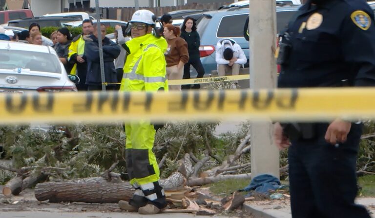 Tragedia en Nochebuena: Muerte trágica de un hombre por un árbol caído en San Diego