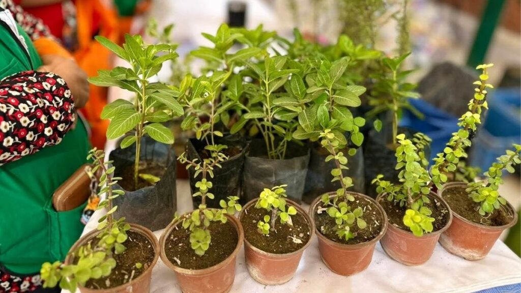 Torreón Establece un Récord Histórico de Árboles Plantados en 2025