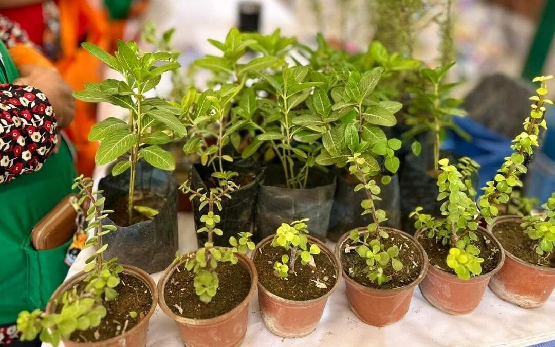 Torreón Establece un Récord Histórico de Árboles Plantados en 2025