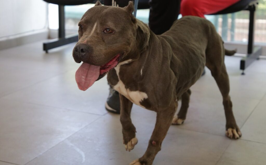 Guadalajara impulsa 133 adopciones de mascotas rescatadas en el último año