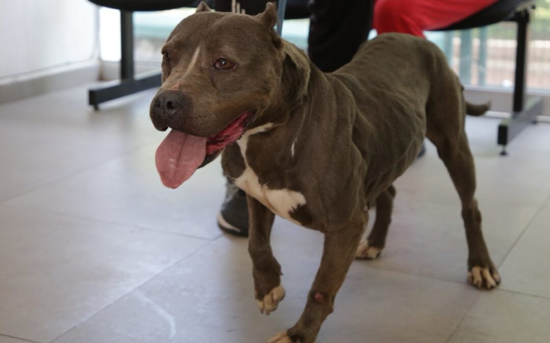 Guadalajara impulsa 133 adopciones de mascotas rescatadas en el último año