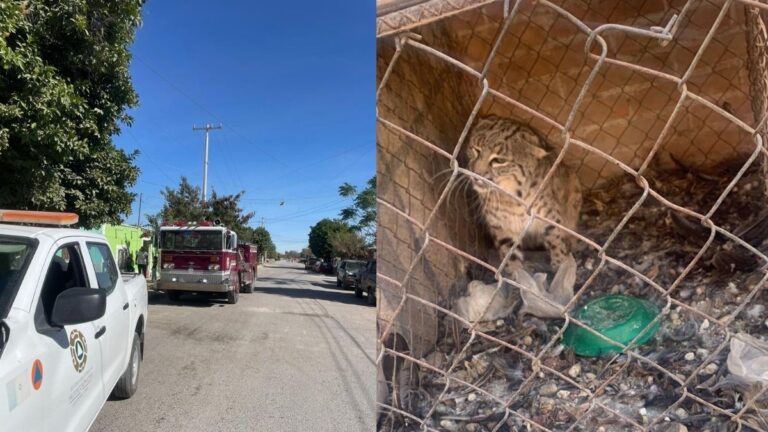 Gato Montés Causa Alerta en Sistemas de Emergencia de San Pedro Tras Ingreso a Domicilio