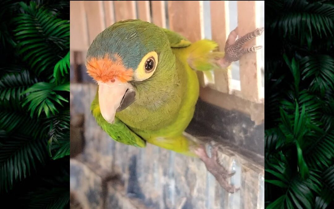 Más de 40 Animales Exóticos Asegurados en Operativo de Día de Reyes en Michoacán