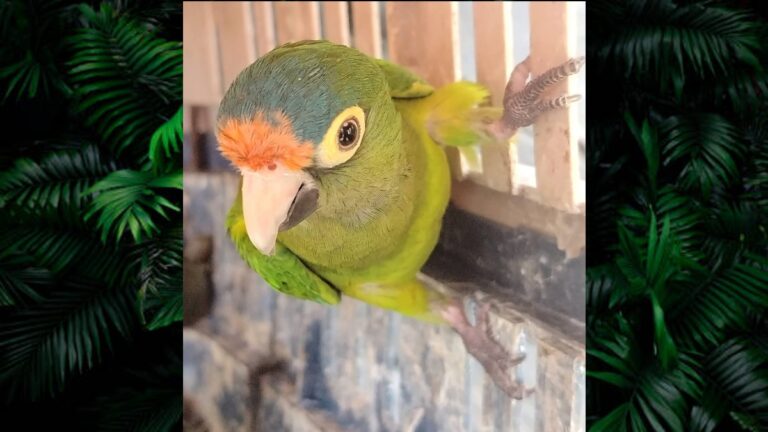 Más de 40 Animales Exóticos Asegurados en Operativo de Día de Reyes en Michoacán
