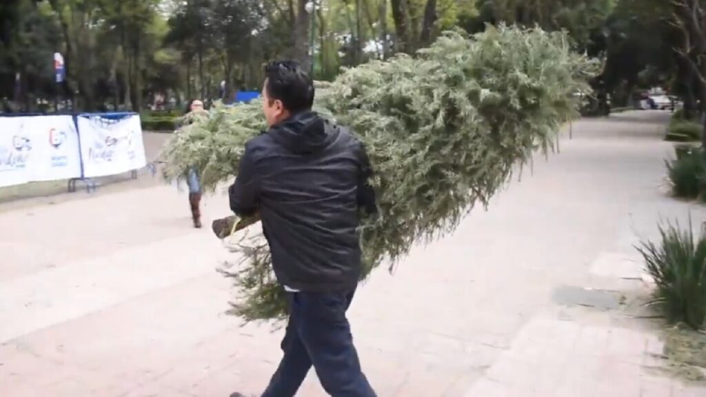 Descubre Dónde Reciclar Árboles de Navidad Naturales en Zapopan