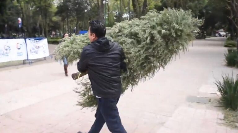 Descubre Dónde Reciclar Árboles de Navidad Naturales en Zapopan