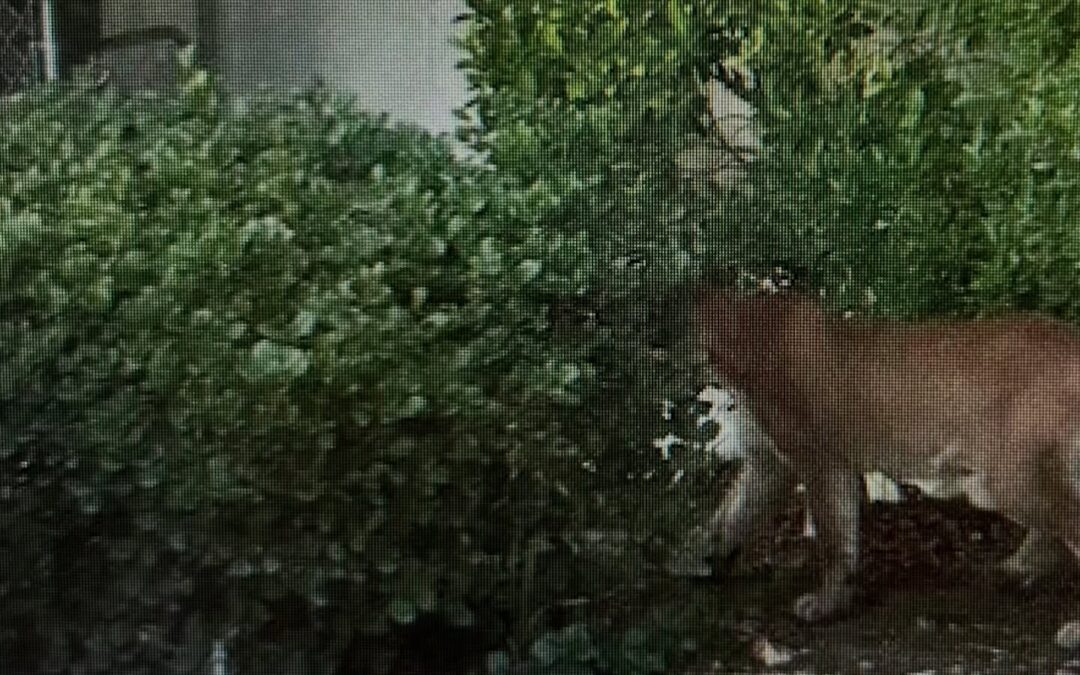 Avistamiento de un león de montaña en Palm Springs: Precauciones para residentes