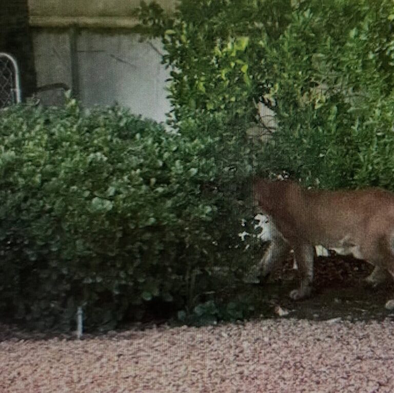 Avistamiento de un león de montaña en Palm Springs: Precauciones para residentes