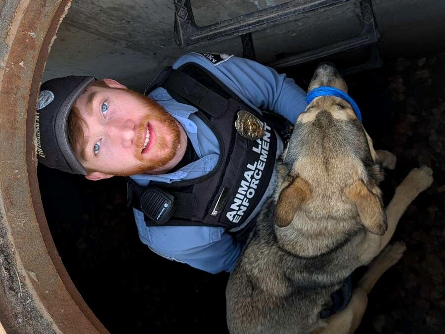 El Rescate Animal de una Perrita Perdida en Pikes Peak: Una Historia de Valor y Esperanza