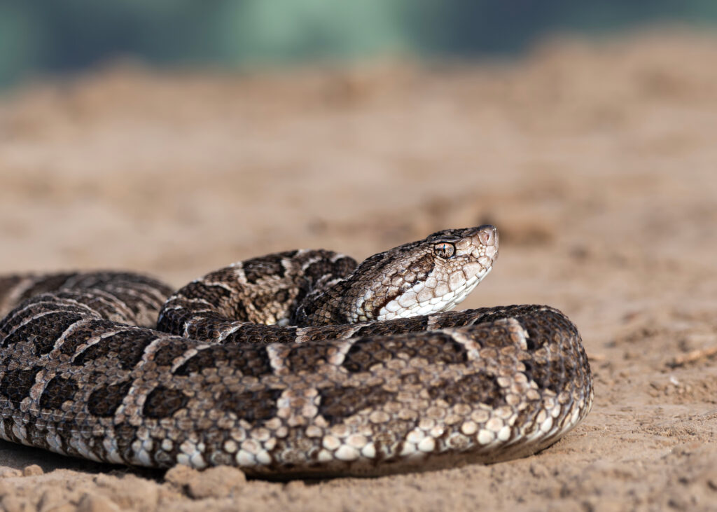 Joven muere tras mordedura de serpiente en Irvine
