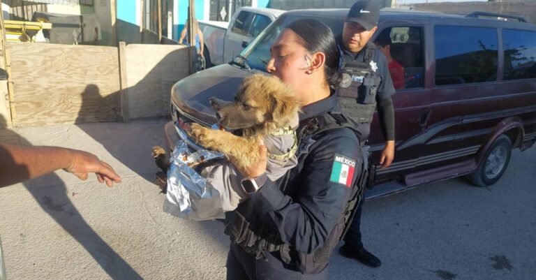 Incendio en Ciudad Juárez: Rescatan a Perros Atrapados en Villas del Sur