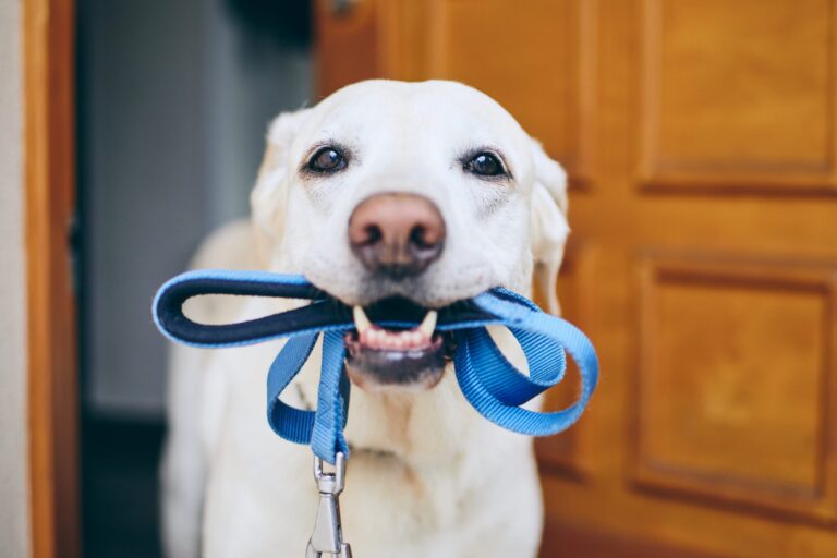 San Diego Humane Society: Abierto el Registro para las Caminatas de Perros en 2024