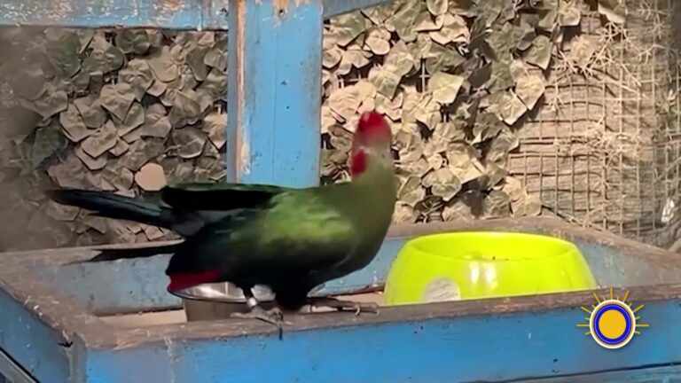 Refugio Para Animales Exóticos Abre Sus Puertas En Georgia