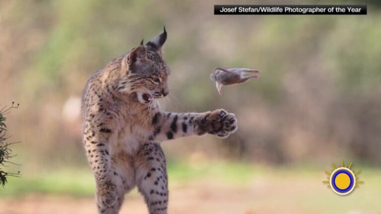 Fotografía: Fotógrafo Austriaco Captura La Belleza De Un Lince Ganador En Londres