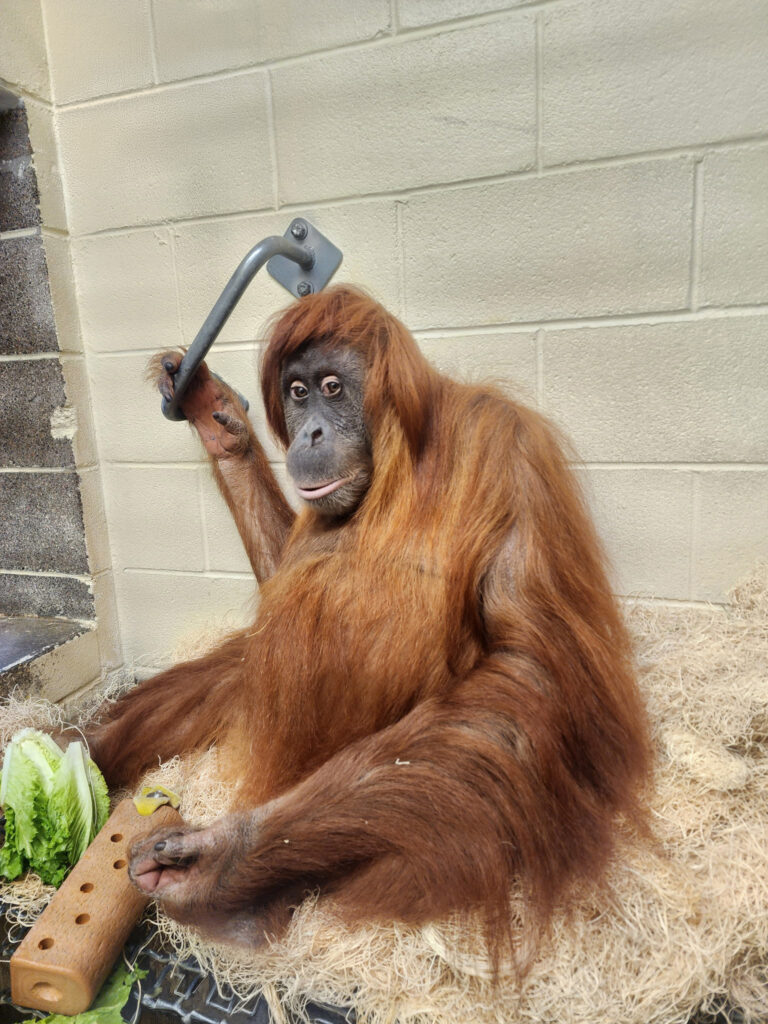 Orangután de Sumatra en Denver Espera su Primera Cría, un Hito para la Conservación