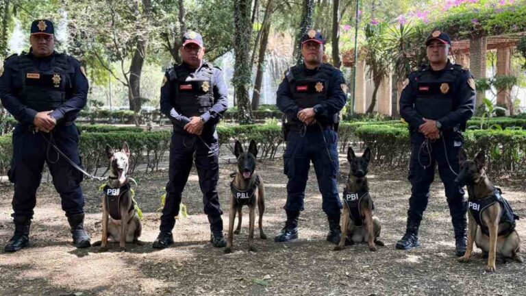 Perros rescatistas fortalecen la seguridad en CdMx de cara al Mundial 2026