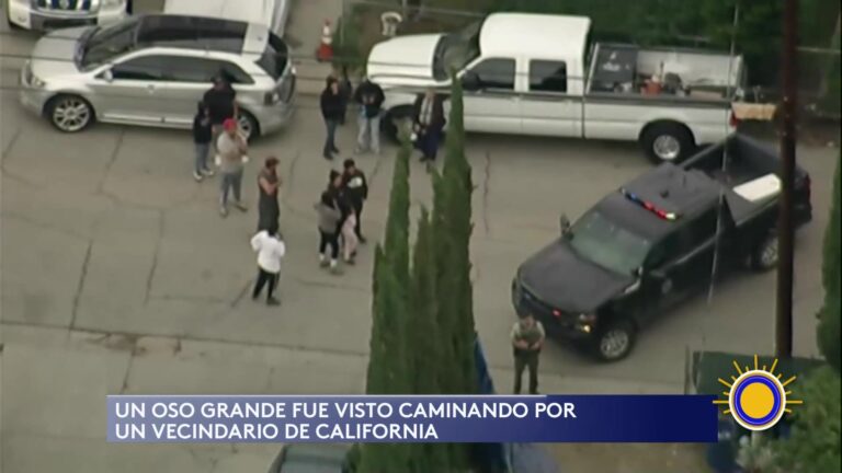 Osos California: Presencia De Osos En Vecindarios De California