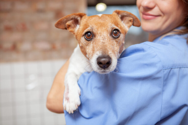 Impulsan esterilización accesible y logran más de 4 mil cirugías en un año