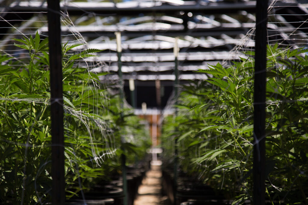 Massachusetts Implementa Cambios Importantes en la Regulación de la Marihuana