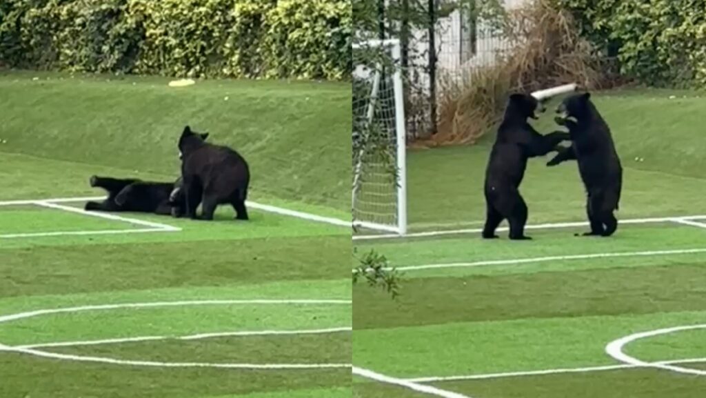 Sorprende Visión de Ositos Jugando Fútbol en Santa Catarina, Nuevo León