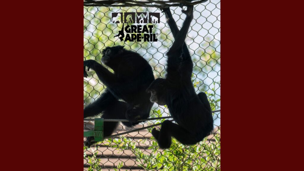 ABQ BioPark celebra el mes de ‘Great Ape-ril’ con actividades educativas sobre primates