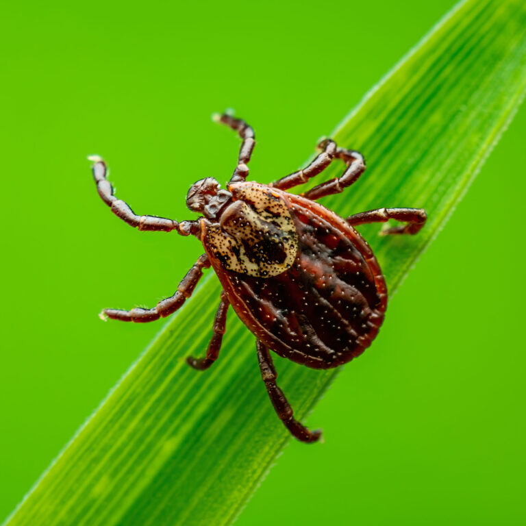Alerta en Colorado: Aumenta Presencia de Garrapatas Portadoras de Lyme