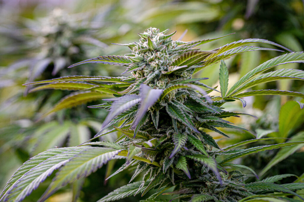 Alerta en Colorado: Marihuana Contaminada con Pesticida Prohibido Afecta Dispensarios