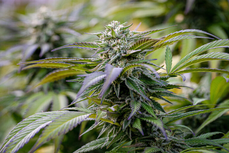Alerta en Colorado: Marihuana Contaminada con Pesticida Prohibido Afecta Dispensarios