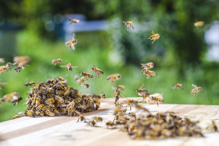 Enjambres de Abejas Invaden Denver: Clima Cálido Provoca una Temprana y Prolongada Temporada