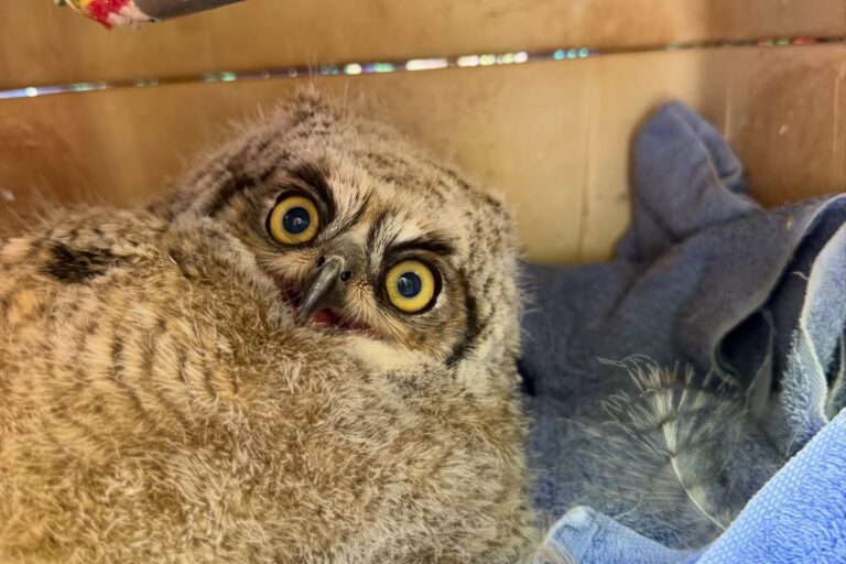 Temporada de Búhos en Albuquerque: Consejos para Proteger a las Crías Durante el ‘Fledgling’