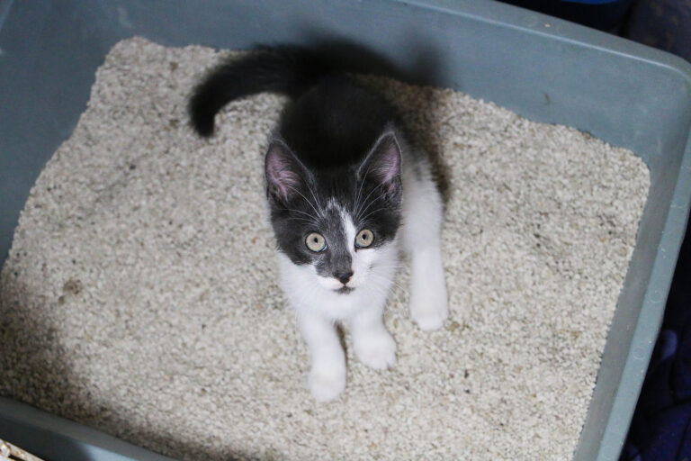Sobrepoblación de Gatos en Denver: Adopta con Tarifas Reducidas en el Refugio Local
