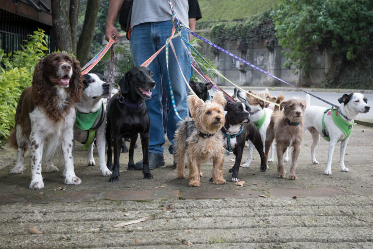 Únete a ‘Walk for Animals San Diego’ para Apoyar al Bienestar Animal