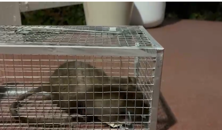 Problema de ratas y basura en Hillcrest genera preocupación entre residentes