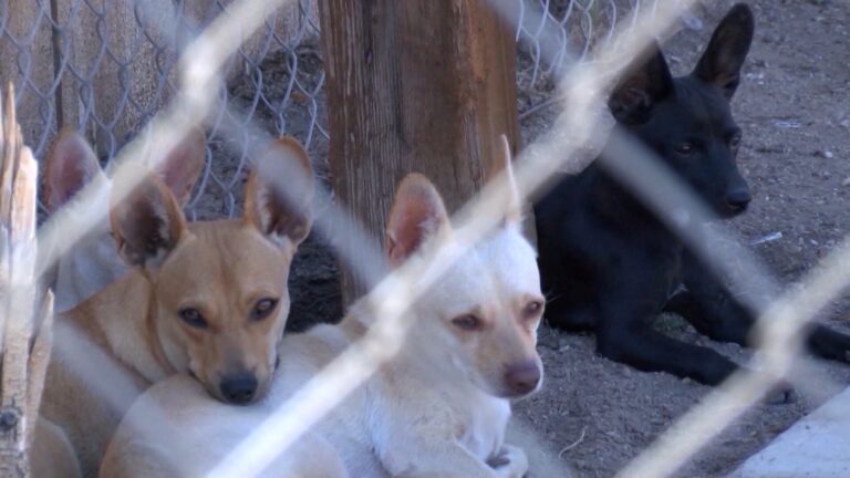 Refugio animal recibe apoyo económico en medio de crisis por sobrepoblación canina