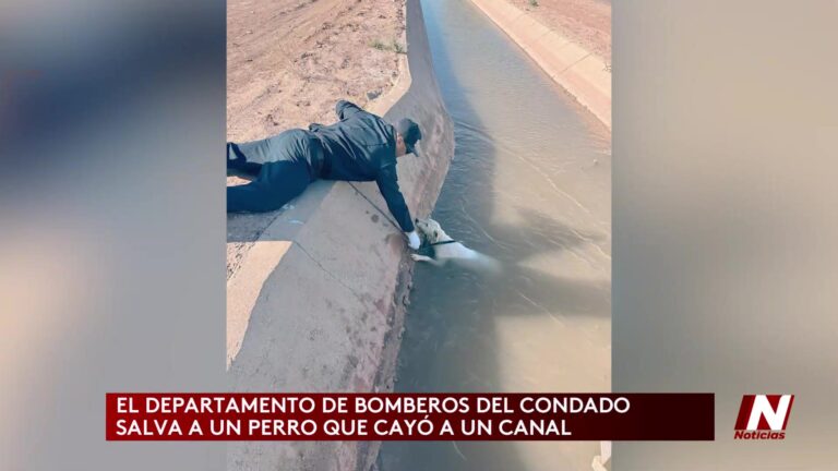 Bomberos Del Condado Imperial Rescatan A Perro Cerca Del Aeropuerto