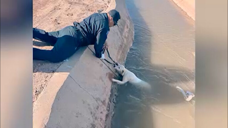 Bomberos del Condado Imperial rescatan a perro que cayó a canal cerca del aeropuerto
