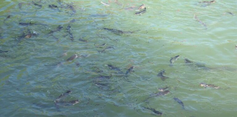 Descubre la Magia de la Pesca Nocturna en Samalayuca