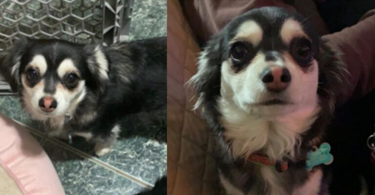 Impactante: Buscan Responsable del Ataque a una Chihuahua en El Paso