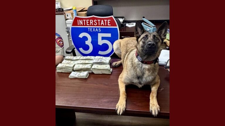 K9 Karma y el decomiso de más de $100,000 en la Interestatal 35 de Texas