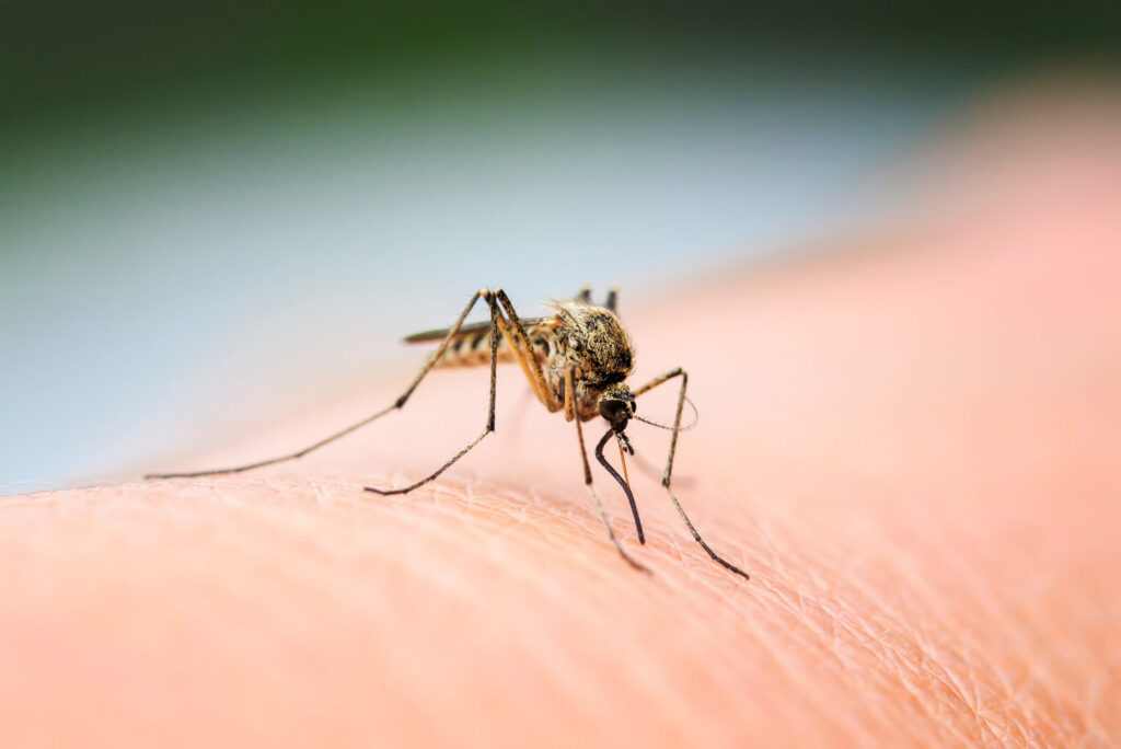Control de Mosquitos en Carson City: Tratamiento con Drones Comienza el 1 de Junio