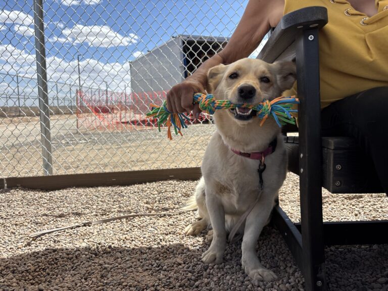 Mejoras en Gateway West de Albuquerque: Nuevos Espacios para Mascotas y Personas