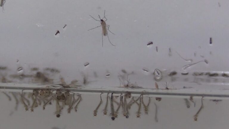 Virus del Nilo Occidental Detectado en Cuervos de San Diego: Refuerzan Medidas de Control de Mosquitos
